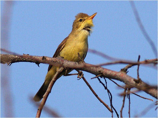 Polyglottsångare (Melodious Warbler), Punta di Sabbioni, Italien