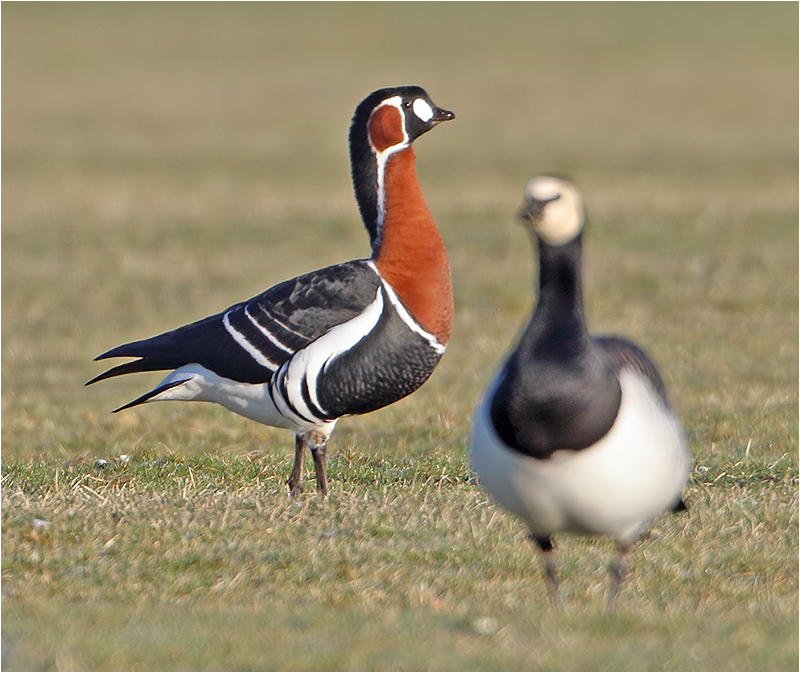 Rödhalsad gås (Red-breasted Goose), Getteröns naturreservat, Halland