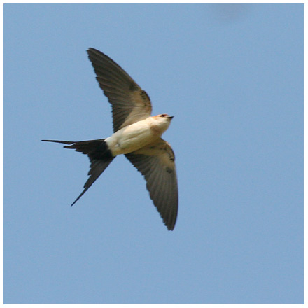 Rostgumpsvala (Red-rumped Swallow), Rethymnon, Kreta