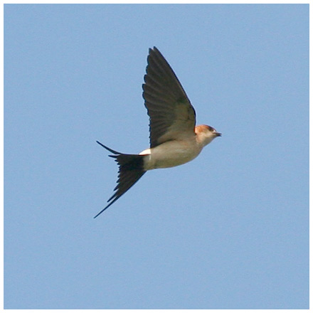 Rostgumpsvala (Red-rumped Swallow), Rethymnon, Kreta