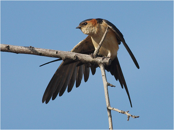 Rostgumpsvala (Red-rumped Swallow), Petra, Lesbos, Grekland