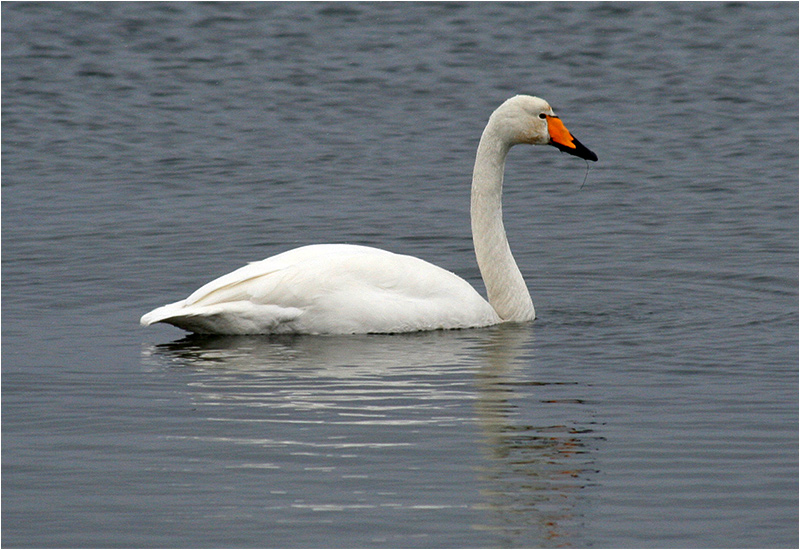 Sångsvan (Whooper Swan), Stora Amundö, söder om Göteborg