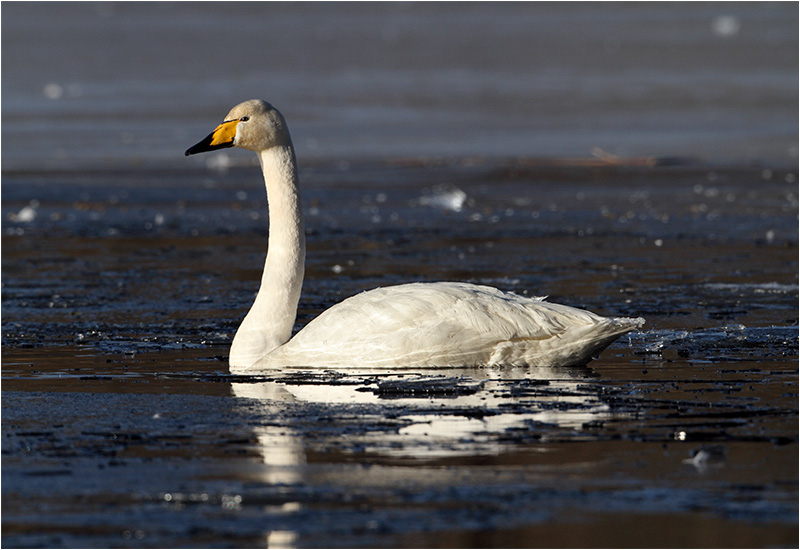 Sångsvan (Whooper Swan), Stensjön, Mölndal