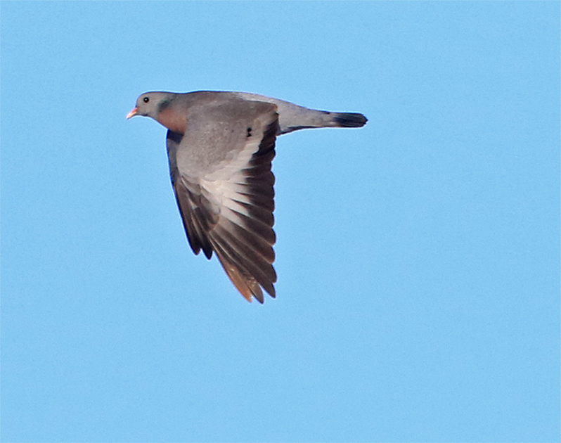Skogsduva (Stock Dove), Lis Mosse, Halland