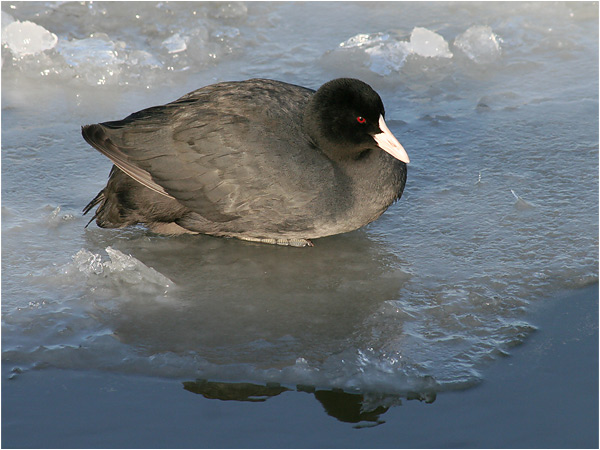 Sothöna (Coot), Klippan, Göteborg