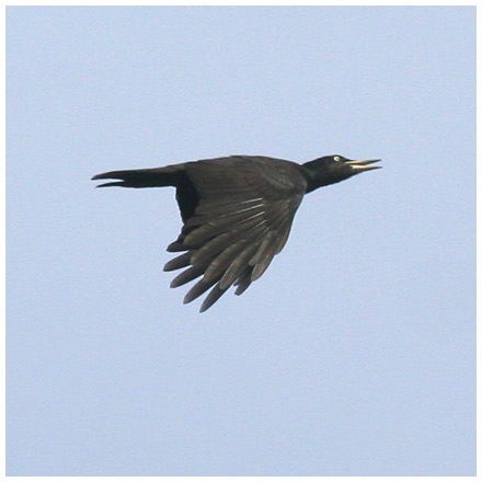 Spillkråka (Black Woodpecker), Stora Amundö, söder om Göteborg