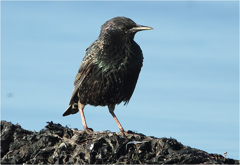Stare (Common Starling), Ottenby, södra Öland