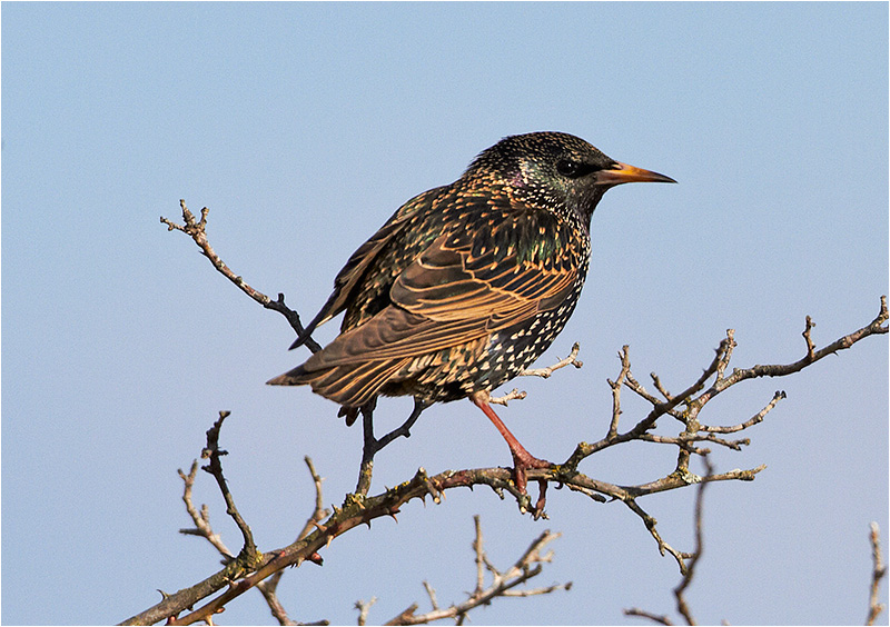 Stare (Common Starling), Stora Amundö, söder om Göteborg 