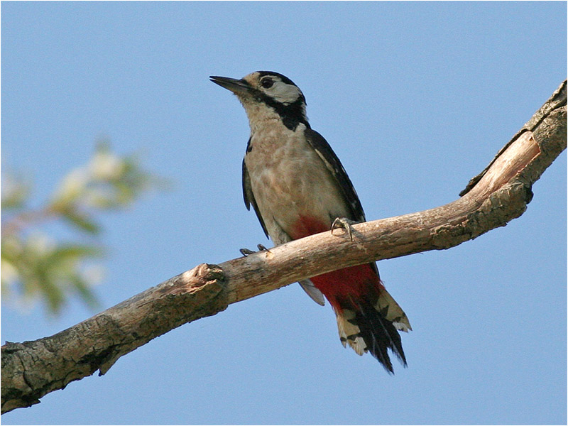 Större hackspett (Great Spotted Woodpecker), Cavallino, Italien