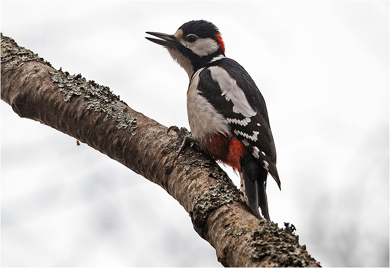 Större hackspett (Great Spotted Woodpecker), Stora Amundö, söder om Göteborg