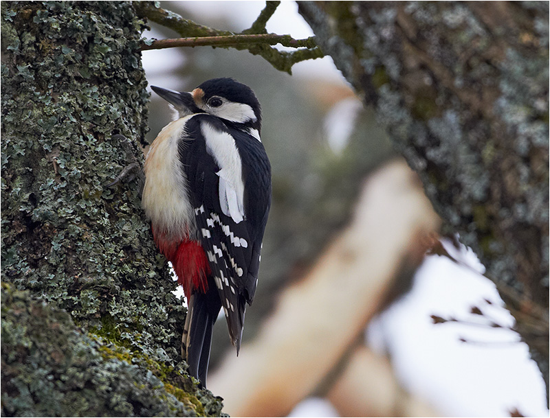 Större hackspett (Great Spotted Woodpecker), Amundövik, söder om Göteborg
