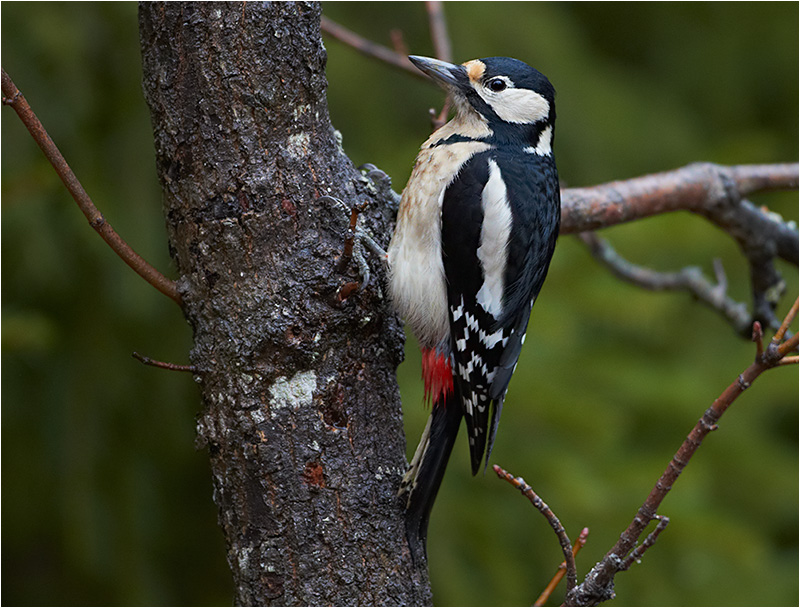 Större hackspett (Great Spotted Woodpecker), Mossbodarna, Borlänge, Dalarna