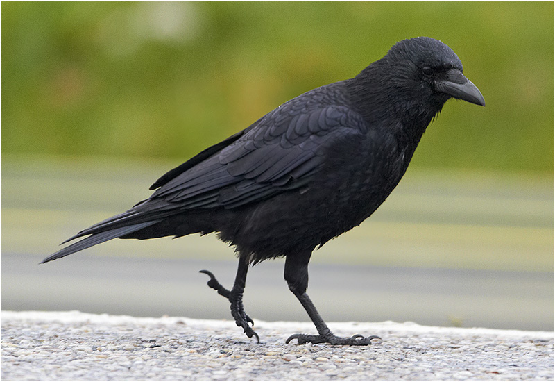 Svartkråka (Crow), Fiskhamnen, Göteborg