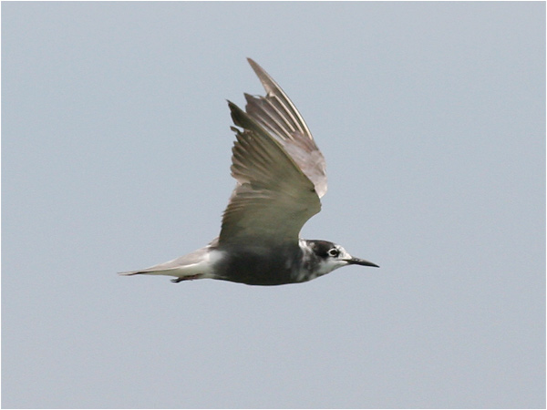 Svarttärna (Black Tern), Cavallino, Italien