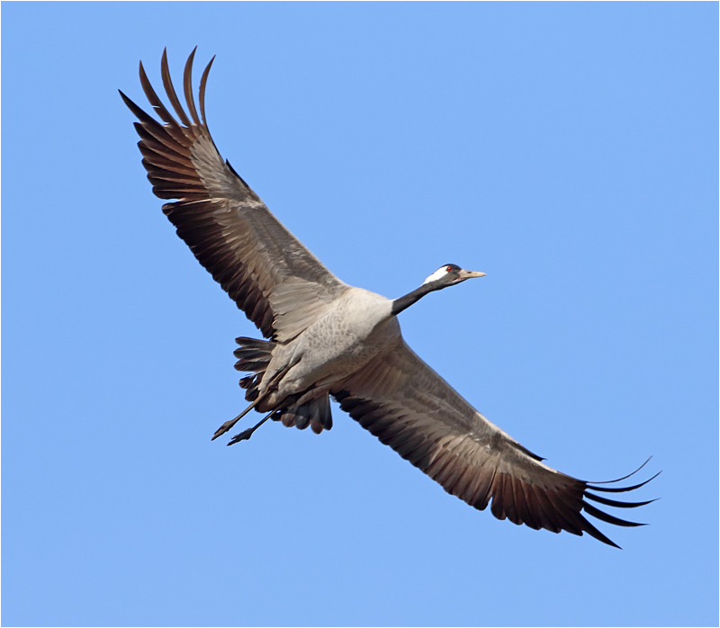 Trana (Common Crane), Hornborgasjön, Västergötland