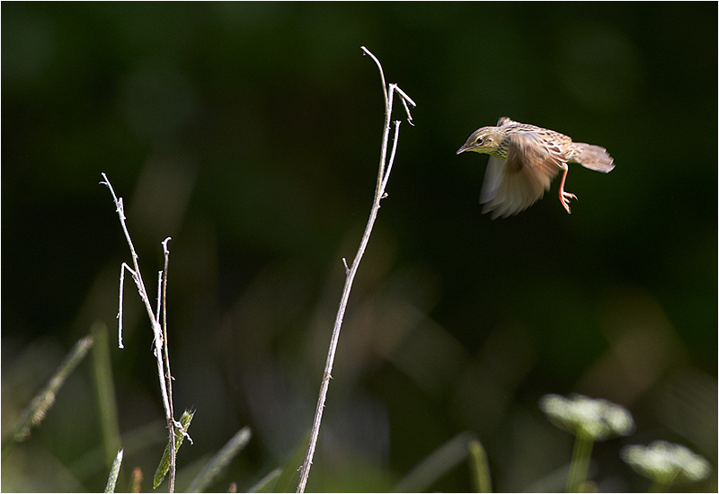 Träsksångare (Lanceolated Warbler), Bleckåsen, Jämtland