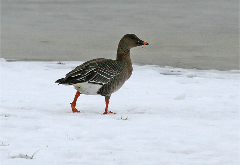 Tundrasädgås (Tundra Bean Goose), Billdals Gård, söder om Göteborg