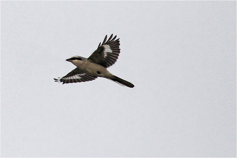 Varfågel (Great Grey Shrike) Stora Amundö, söder om Göteborg