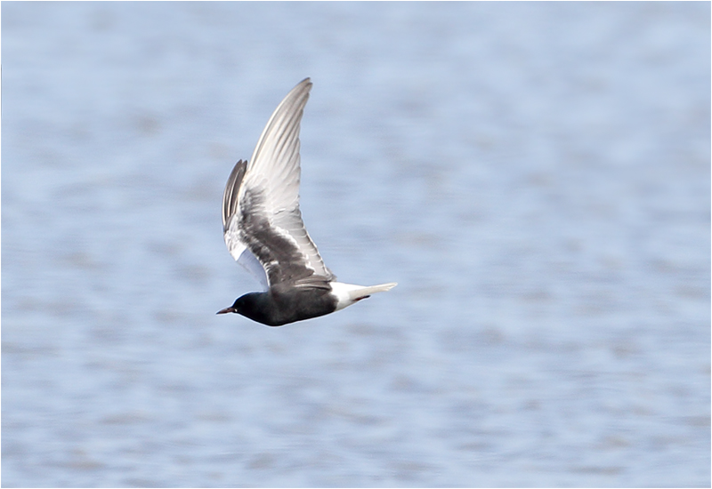 Vitvingad tärna (White-winged Tern), Getteröns naturreservat, Halland