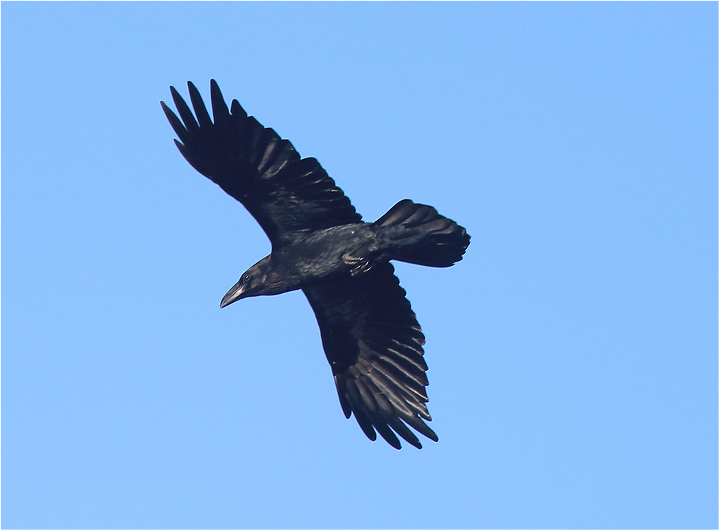 Korp (Raven) vid Hjälms våtmark utanför Kungsbacka, Halland