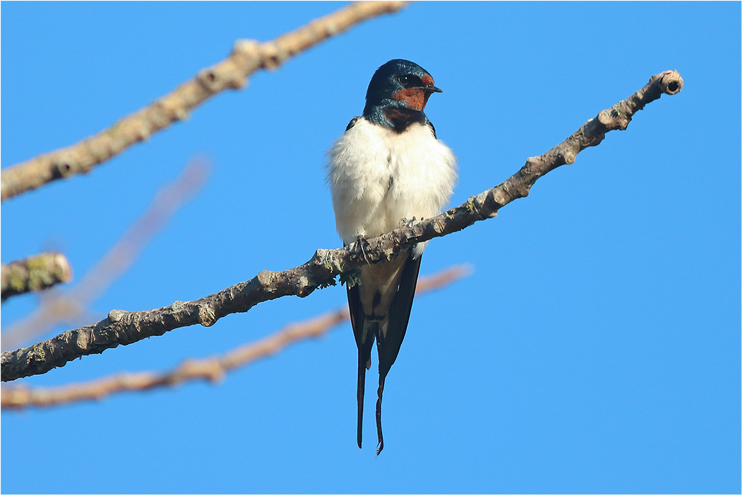 Ladusvala (Barn Swallow) vid Ölands Södra Udde