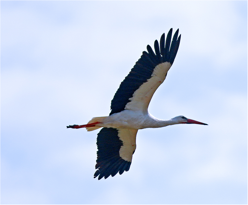 Vit stork (White Stork) norr om Össby, Öland