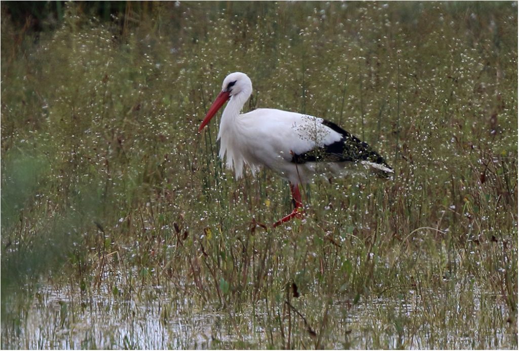 Vit stork (White Stork) vid Albymossen, Öland