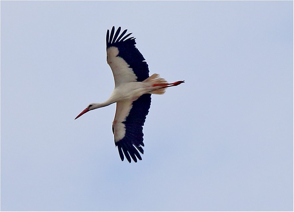 Vit stork (White Stork) vid Albymossen, Öland