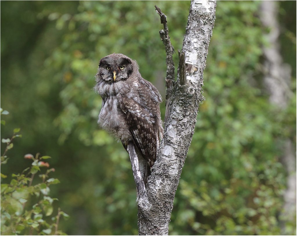 Lappuggla (Great Grey Owl) i södra Halland