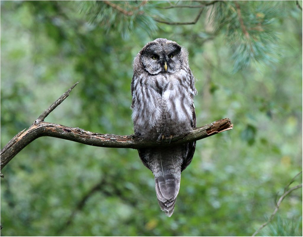 Lappuggla (Great Grey Owl) i södra Halland
