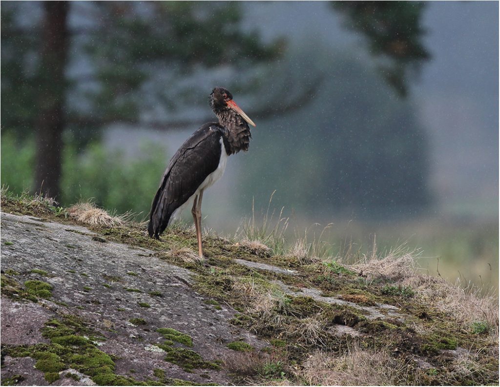 Svart stork (Black Stork) vid Håfors, Gällinge sydost om Kungsbacka, Halland