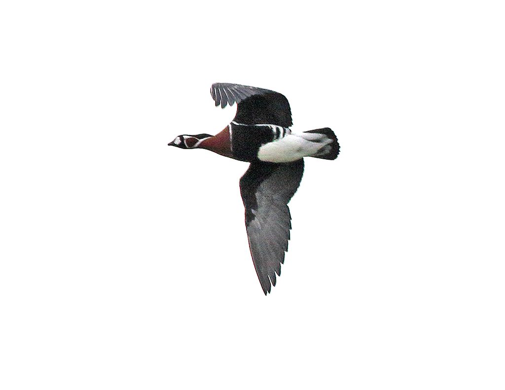 Rödhalsad gås (Red-breasted Goose) vid Össby Skjutbanedunge, Öland