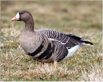 Bläsgås - Anser albifrons - White-fronted Goose