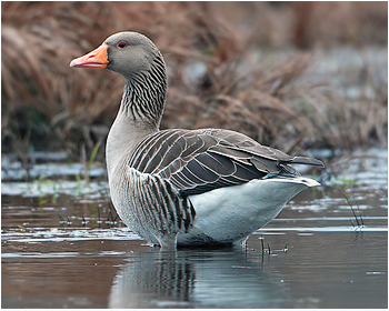 Grågås - Anser anser - Greylag Goose