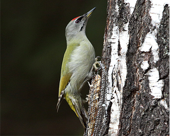 Gråspett - Picus canus - Grey-headed Woodpecker