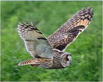 Hornuggla - Asio otus - Long-eared Owl