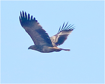 Kejsarörn (Eastern Imperial Eagle) nära Havgårdssjön, Skåne