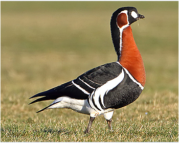 Rödhalsad gås - Branta ruficollis - Red-breasted Goose