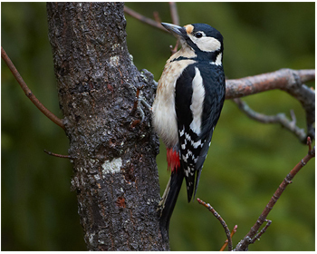 Större hackspett - Dendrocopos major - Great Spotted Woodpecker