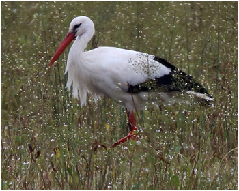 Vit stork (White Stork)