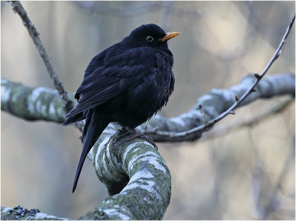 Koltrast (Blackbird) vid Stora Amundö, Göteborg