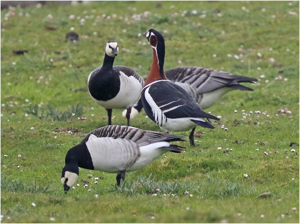 Rödhalsad gås (Red-breasted Goose) längs Fyrvägen Ölands Södra Udde