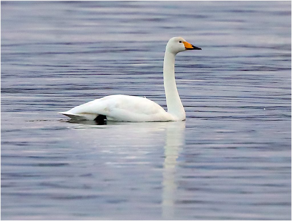 Sångsvan (Whooper Swan), Stora Amundö, söder om Göteborg