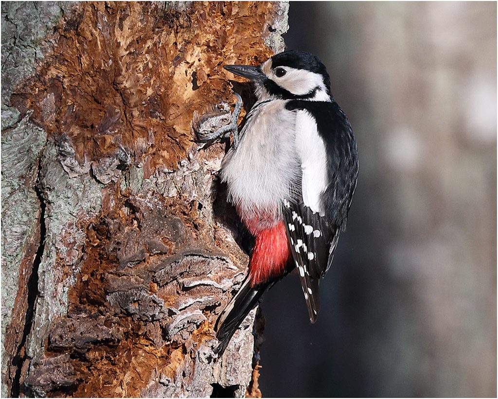 Större hackspett (Great Spotted Woodpecker) vid Stora Amundö, Göteborg