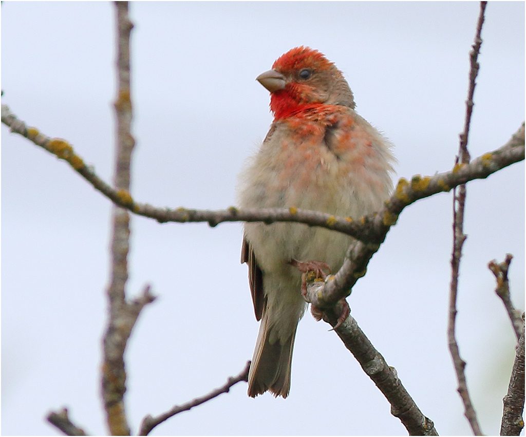 Rosenfink (Common Rosefinch) vid Lusmyren, Borlänge i Dalarna