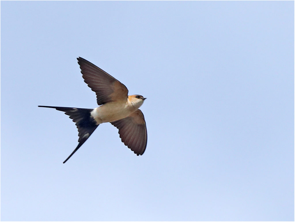Rostgumpsvala (Red-rumped Swallow) vid Kungsgärden, Ottenby på Öland