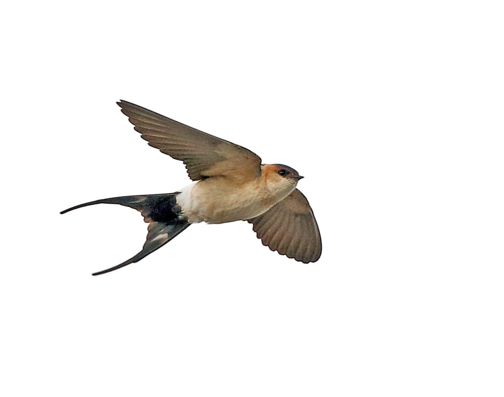 Rostgumpsvala (Red-rumped Swallow) vid Kungsgården, Ottenby på Öland