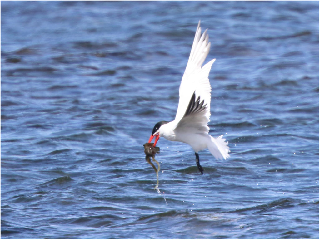 Skräntärna (Caspian Tern) vid Ölands Södra Udde, Öland