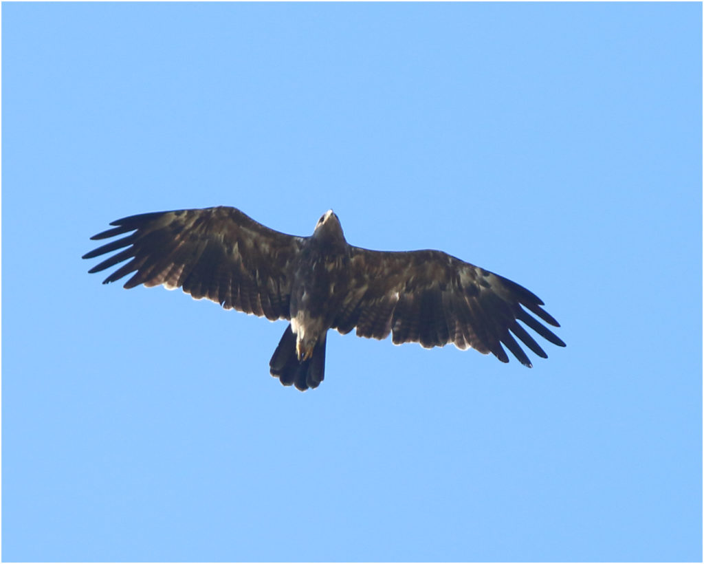Mindre skrikörn (Lesser Spotted Eagle) vid Kullaröds våtmark, Björkesåkrasjön i Skåne