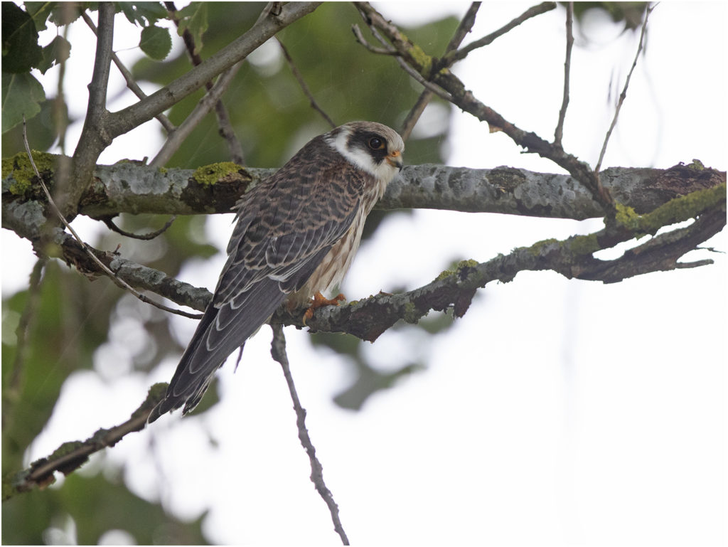 Aftonfalk (Red-footed Falcon) vid Österbua, Värö i Halland